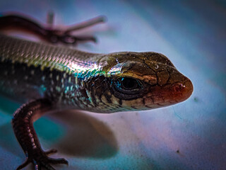 lizard on a stone