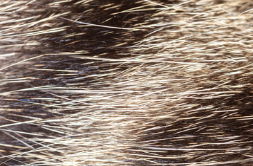 Wall Mural - Close up of cat fur as background.