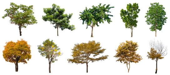 collection beautiful trees isolated on white background , suitable for use in architectural design ,