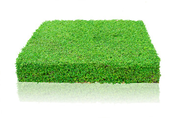  green bushes or Grass isolate is on white background for decorate in the garden or Footpath without clipping path