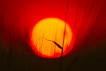 Wall Mural - Summer Sun Shining Through Young Wheat Sprouts. Sunset Sunrise Sun. Close up