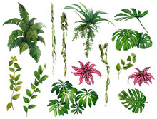 Set Of The Green Tropical Plants, Leaves And Flowers Hand Drawn In Watercolor Isolated On A White Background. Watercolor Illustration. Bromeliads