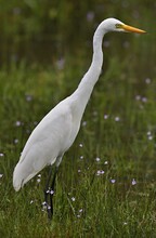 Grat Egret (Casmerodius Albus) Srí Lanka