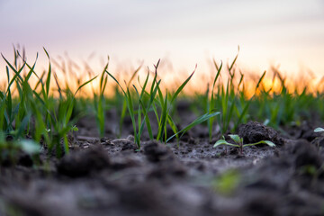  Close up young green wheat seedlings growing in a soil on a field in a sunset. Close up on sprouting rye agriculture on a field in sunset. Sprouts of rye. Wheat grows in chernozem planted in autumn.