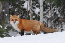Red Fox Photo Stock . Red Fox In The Forest In The Winter Season Enjoying Its Habitat And Environment With A Snow Forest Background. Fox Image. Fox Picture.