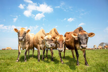 Group Of Jersey Cows, Known As Brown Bessie Or Butter Cow,  Together Gathering In A Field, Happy And Joyful And A Blue Cloudy Sky.