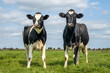 © Clara - Two cheeky cows, youngsters, looking curious and cheerful together, black and white in a green field and blue sky and a straight horizon.