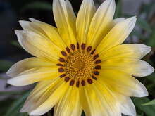 Selective Focus Shot Of Beautiful Yellow Gazania Flower