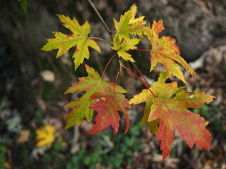 Wall Mural - Foglie in autunno