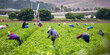 Migrant Workers picking strawberries in a Field