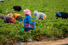 Migrant Workers Picking Strawberries In A Field . A Woman Waering A Pink Haed Scarf And Latex Gloves Is Holding A Bin Of Strawberiies .