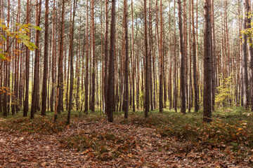 Wall Mural - Forest trees in a deep forest. Abstract nature background