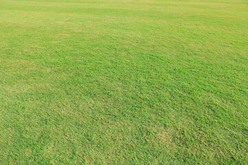 Canvas Print - green grass in the wind