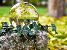Lawn Covered With Yellow Autumn Leaves And A Bare Tree At The Edge In The Abstract Of A Glass Ball Wreathed With Ivy