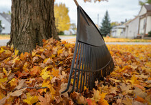 Leaf Rake With Colorful Fall Leaves Is Rady To Go To Work