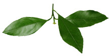 Mandarin Leaves Isolated On White With Clipping Path.