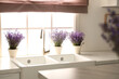Beautiful lavender flowers on countertop near window in kitchen