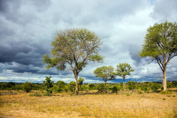 Wall Mural - The Kruger Park. African flat bushveld