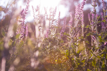 Canvas Print - Flowers meadow