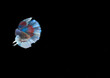 Beautiful Half Moon Betta fish, at Black background
