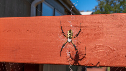 Corn spider builds his web on a sunny morning