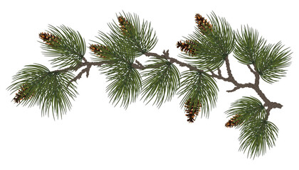 christmas garland with pine tree branches.isolated on white for new year greeting cards, banners, in