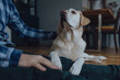 Süßer Labrador Retriever kuschelt mit seinem Besitzer im Wohnzimmer 