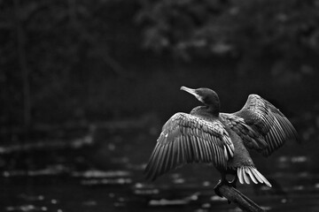 Canvas Print - Cormorant