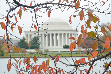 Wall Mural - Washington D.C. in autumn season - Jefferson Memorial and tidal basin