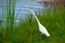 Great White Egret Walking In The Marsh