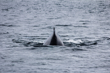 back of a whale in alaska going down