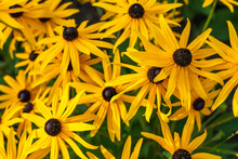 Rudbeckia Flowers Also Called Coneflowers Or Black Eyed Susans. Yellow Flowers Background. Top View, Close Up.