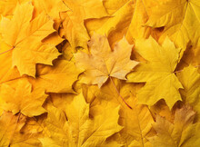 Yellow Maple Leaves Background