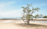 Fototapeta Fototapety z morzem do Twojej sypialni - Koh Mak beach
