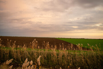 Road with dark reeds in autumn