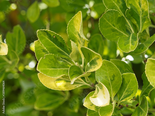 Cuadros en Lienzo Fortune's spindle - Euonymus fortunei 'Emerald 'n Gold' with colorfully attracti