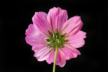 reverse of cosmos flower