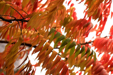 Wall Mural - Colorful autumn leaves on nature background