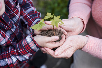 Boy bringing to grandmother a plant