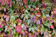 Winobluszcz kolorowe jesienne liście tło