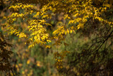 Fototapeta  - Autumn in the park, yellow leaves. Sunny day. Golden autumn.