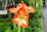Large red amarylis flowers with a white stripe on each petal bloomed in a botanical garden, in a flower shop.