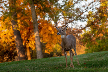 Canvas Print - Whitetailed deer buck in fall