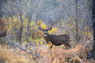 Sticker - Mule deer buck in the woods