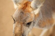 Extreme Closeup Of Kangaroo Eyes