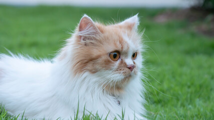  The Persian cat lied on the grass