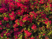Bright Red Bougainvillea Garden Hedge Showing Deep Rich Shadows And Bright Green Foliage Suitable For Backgrounds, Backdrop, Website, Presentation, Greeting Card, Poster And Slide Graphics