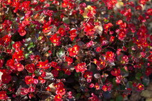 Red Plant. Garden Flowers.