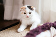 © witsawat - Scottish Fold kittens are sitting on wooden floor. Portrait of the white kittens are sitting for look at camera.