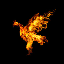 Burning Fiery Bird Flies On A Black Background